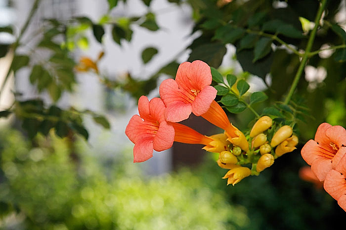 Blumen-in-Mutters-Garten