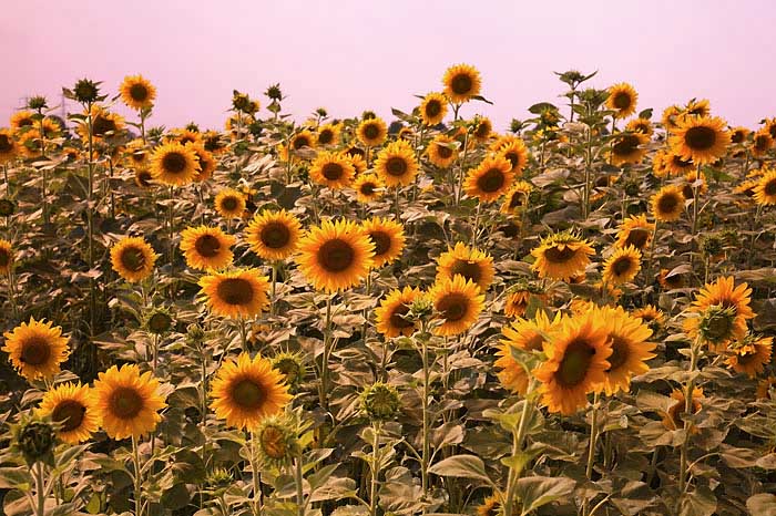 Sonnenblumen-in-HD-Kirchhei