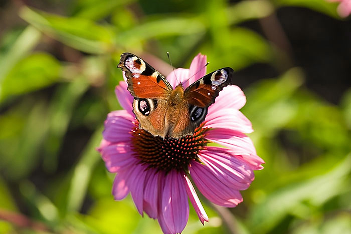 schmetterling1505