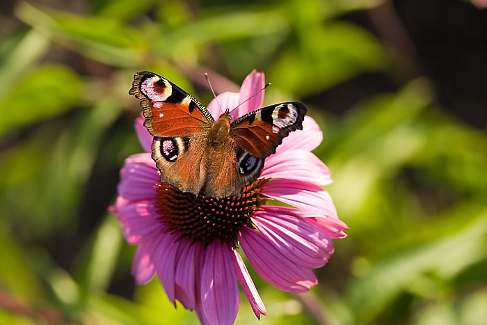 schmetterling1507