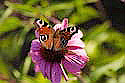 schmetterling1507