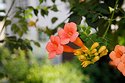 Blumen-in-Mutters-Garten.jpg