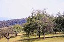 Odenwald3.jpg