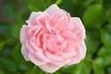 Rose-im-Britzer-Garten.jpg