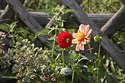 blumen-vor-zaun.jpg