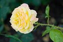 gelbe-rose-im-britzer-garte.jpg