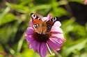 schmetterling1505.jpg