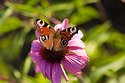 schmetterling1507.jpg