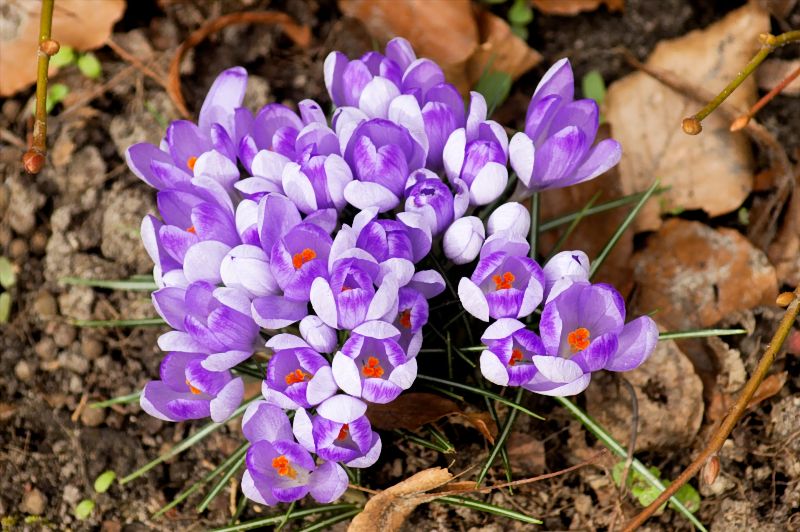 Frühling (Kaltwarm- und Qualitätskontrast), Potsdam 