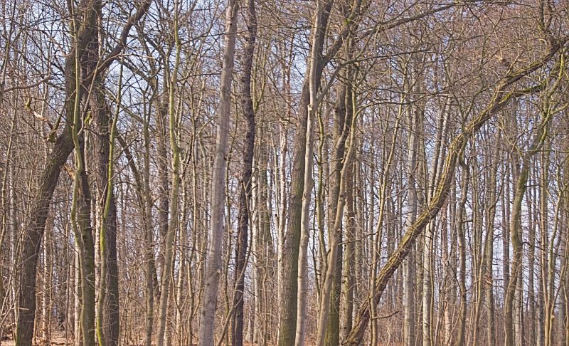 Frühling (Kaltwarmkontrast)