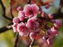 P4280026Vexierbild