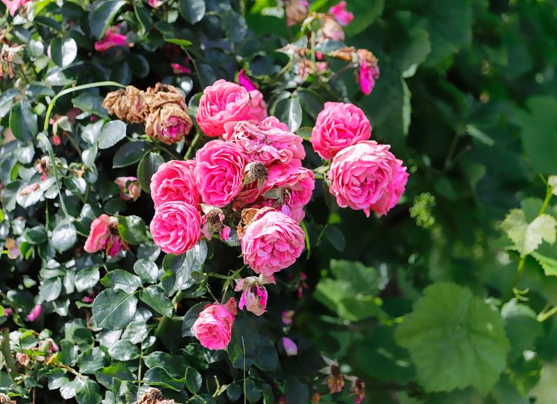Rosa Rosen, Kleinfischlingen