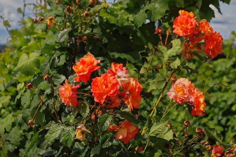 Rosen, Kleinfischlingen