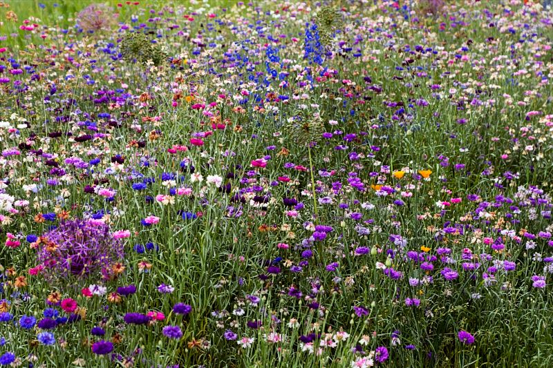 blumenwiese_DSC8355