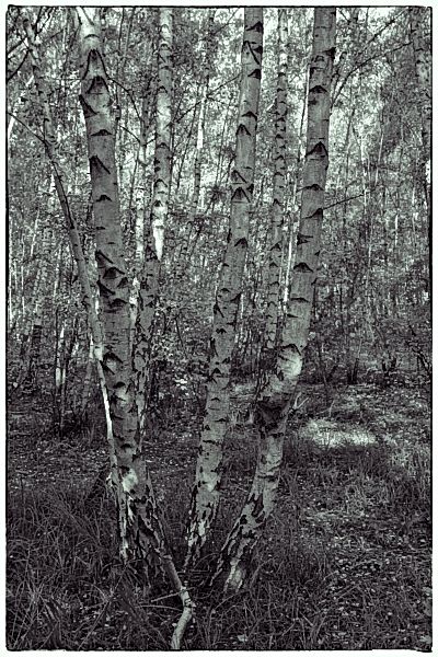 _DSC8001