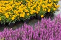 yellow and violet_DSC0783