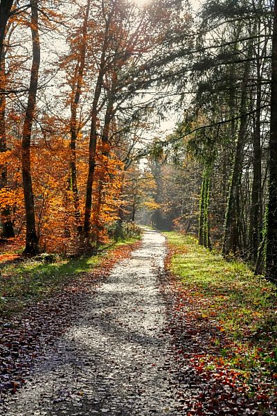 Besonnter Waldweg