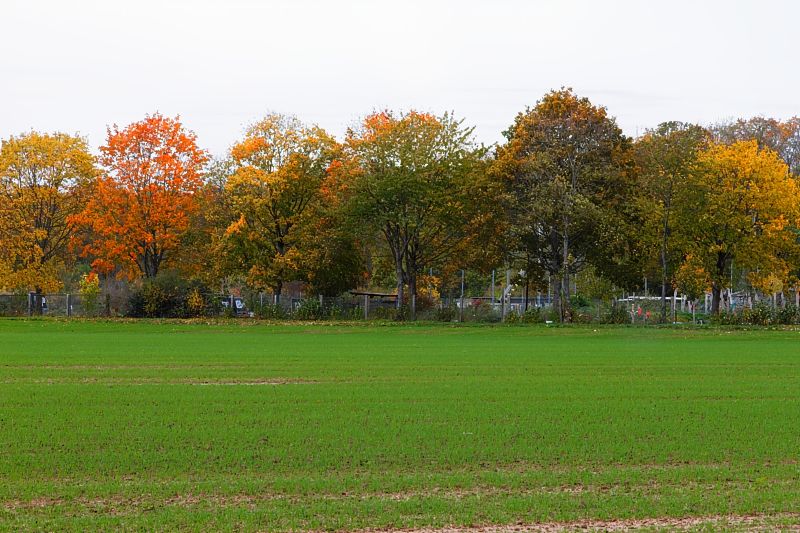 Herbstwaldrand