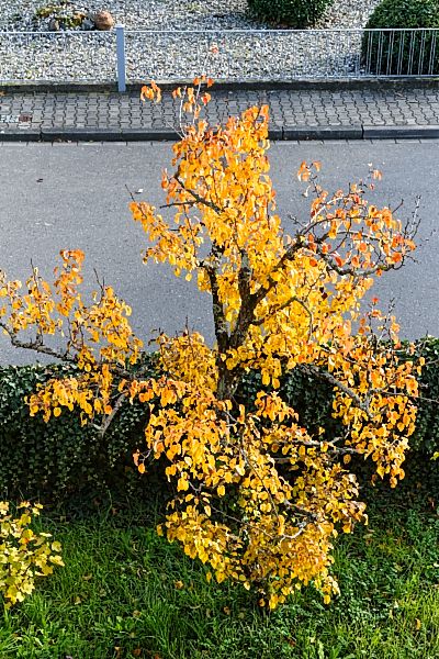 Birnbaum im Garten