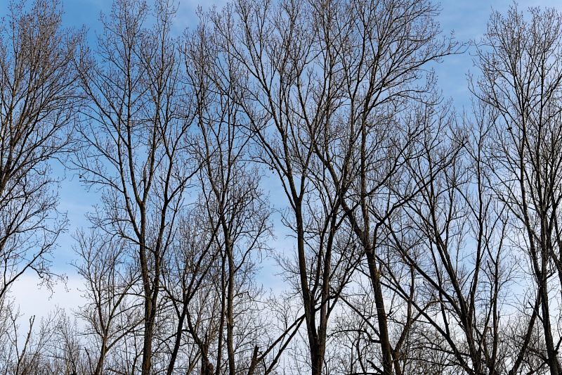 Bäume vor Himmel, Flotzgrün