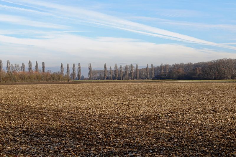 Acker, Pappeln, Himmel, Heiligenstein