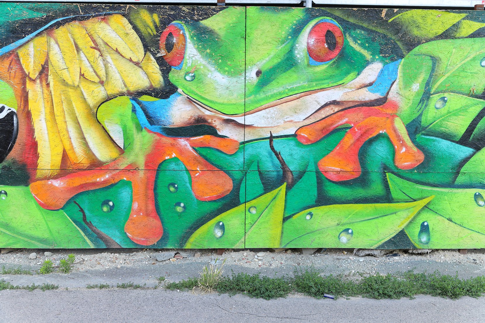 Frosch
