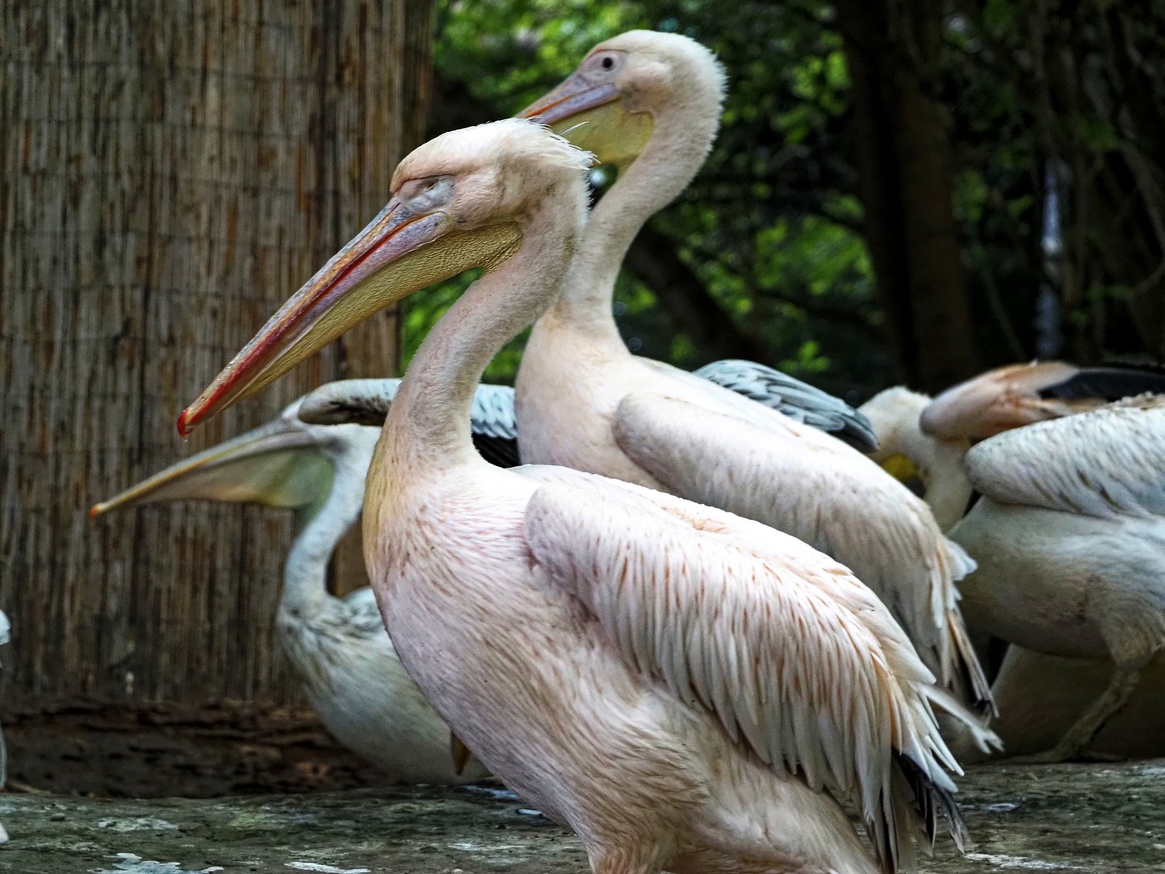 Pelikane