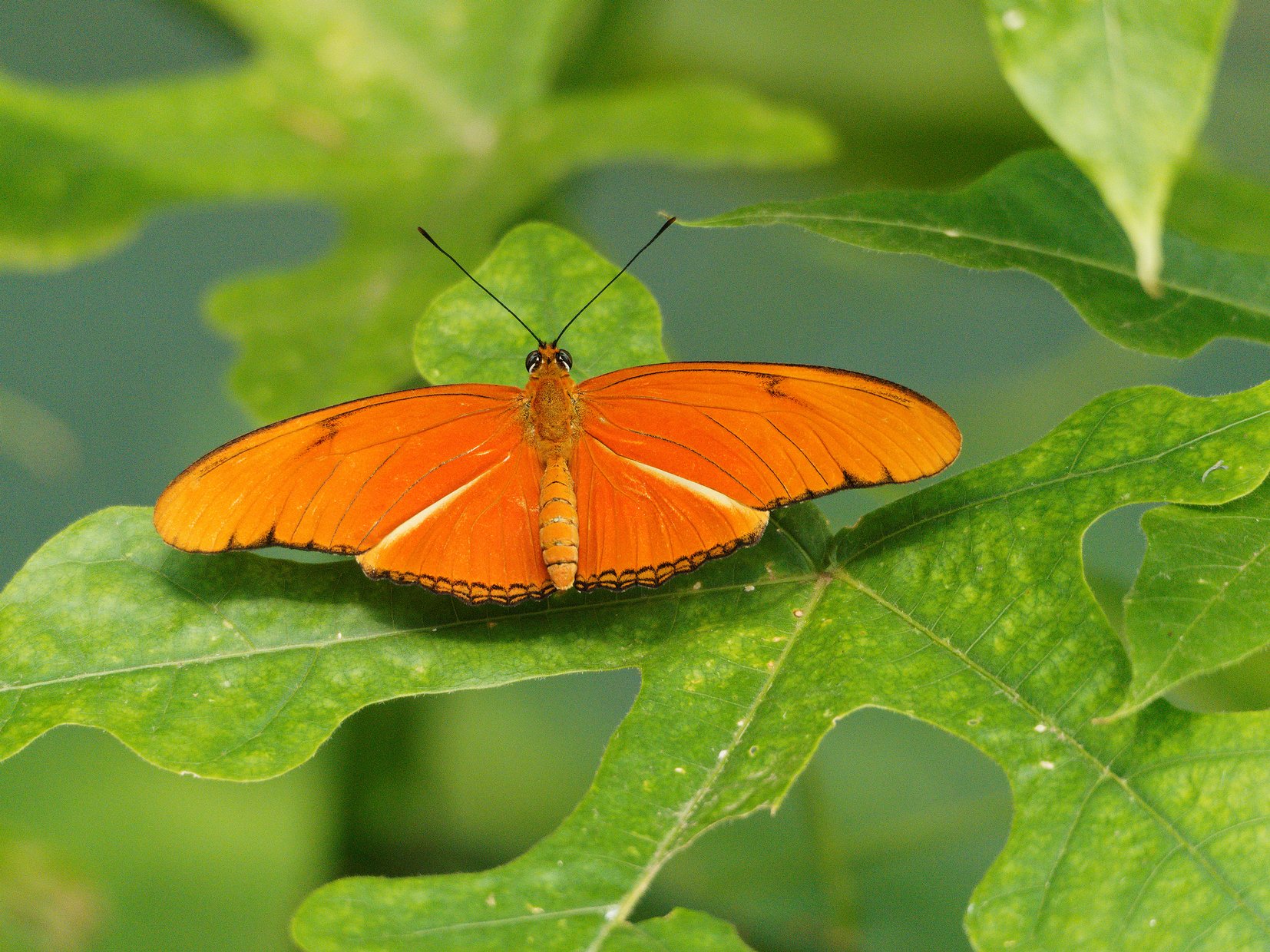 Schmetterling
