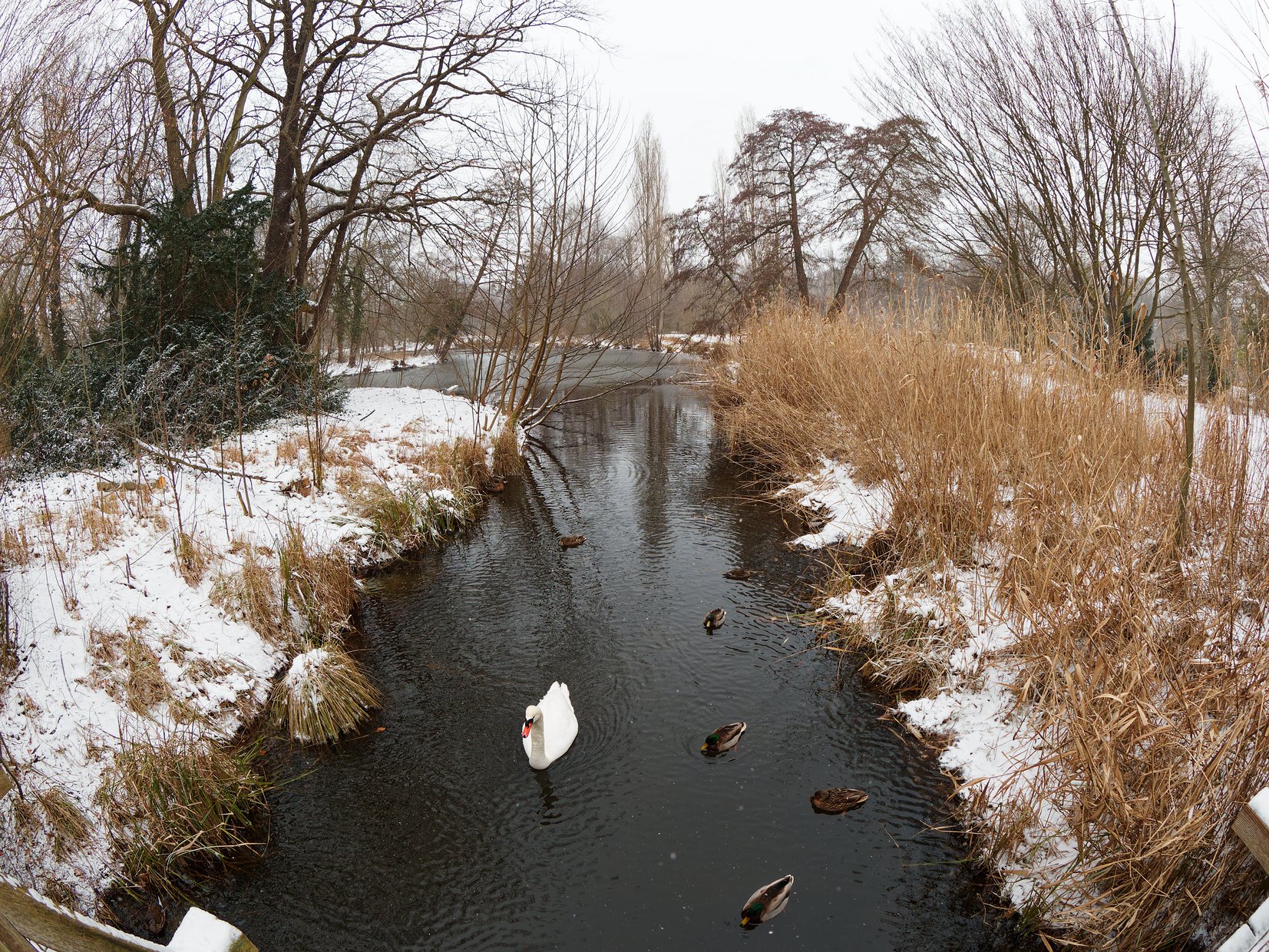 Schwan und Enten