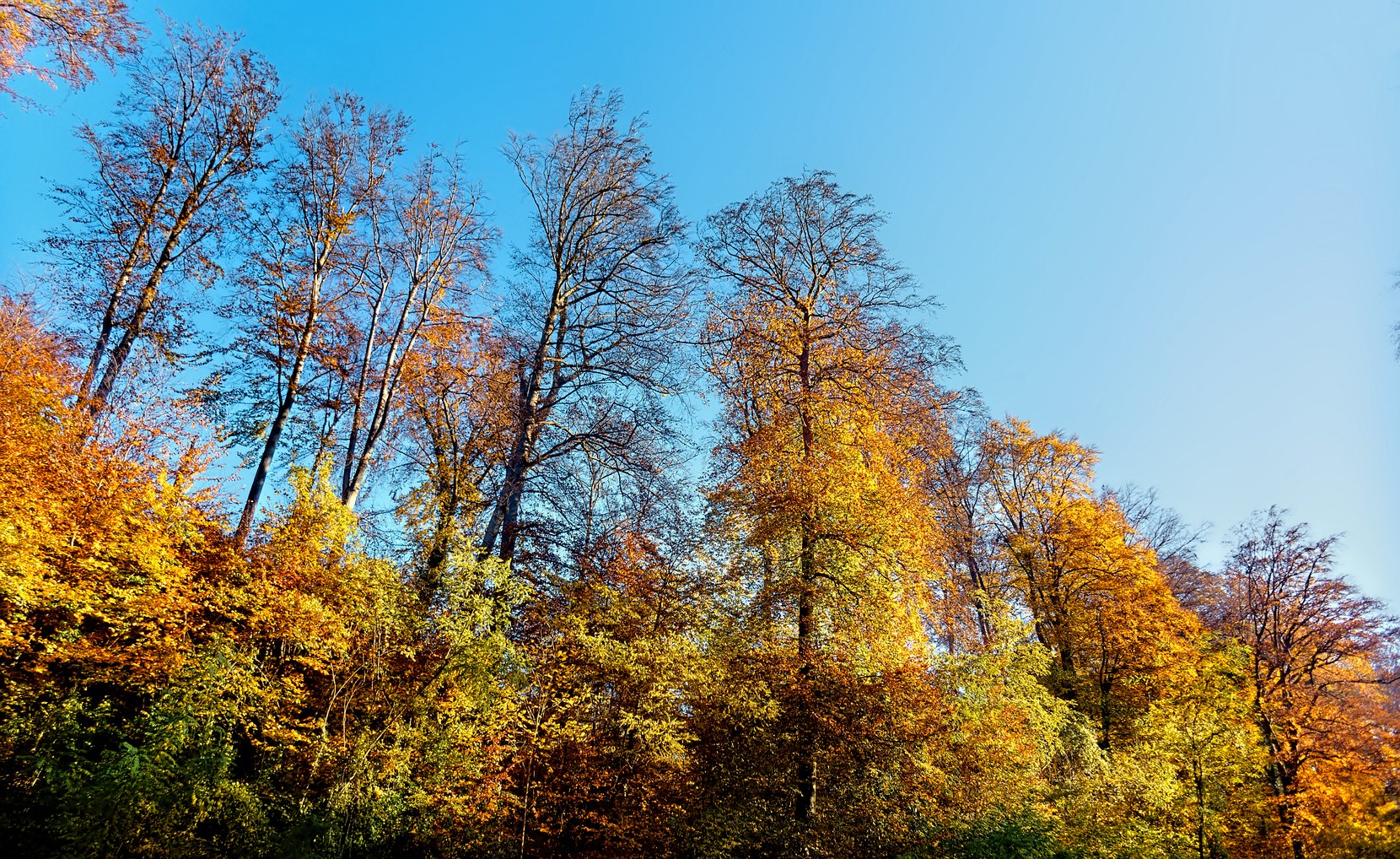 Wald, Nußloch