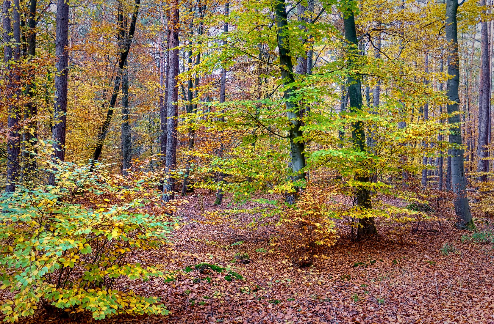 Wald, Walldorf