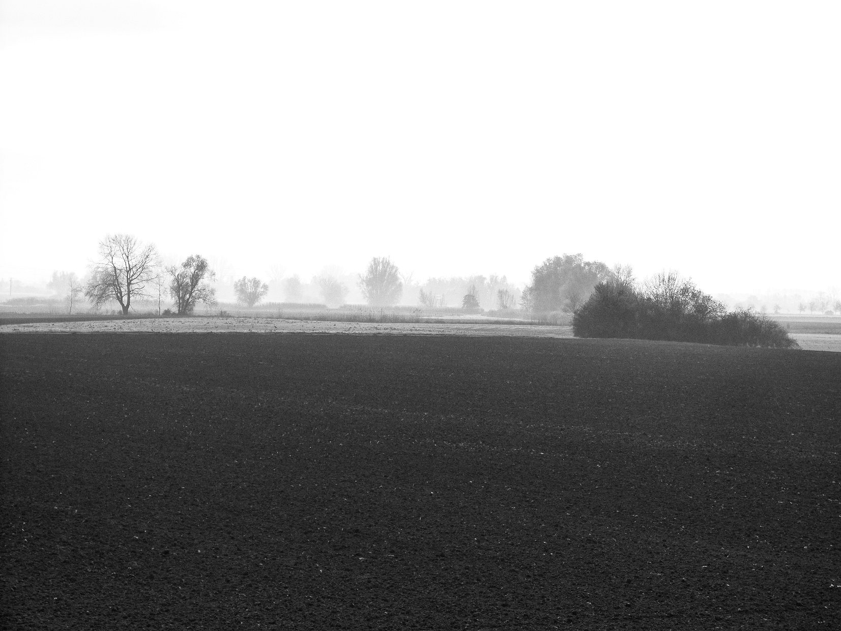 Feld, Rheindamm