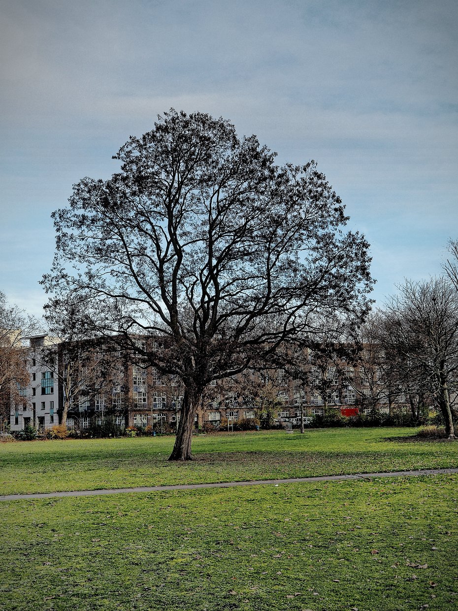 Baum