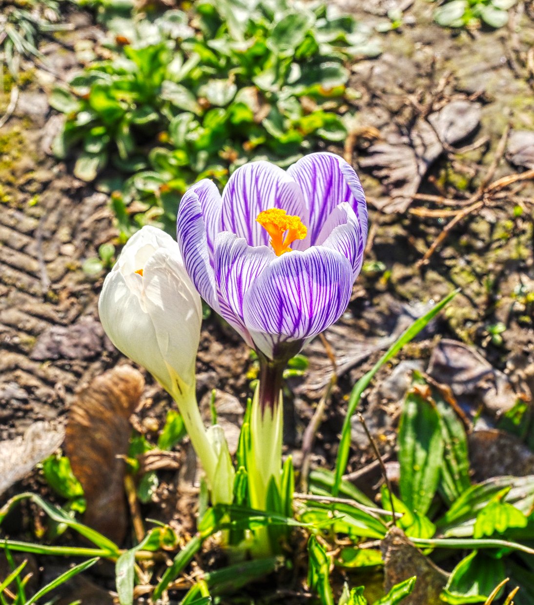 Vorfrühlingsblüten, Nußloch