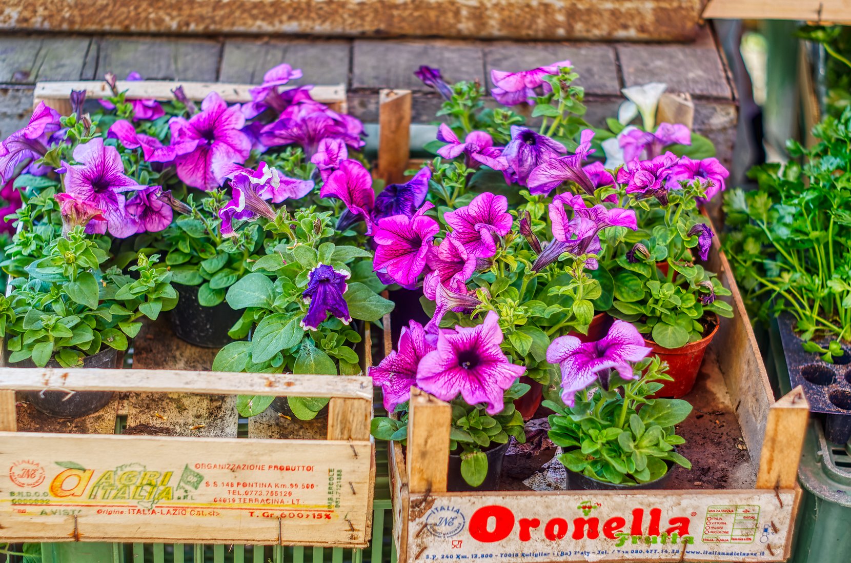 Oronella