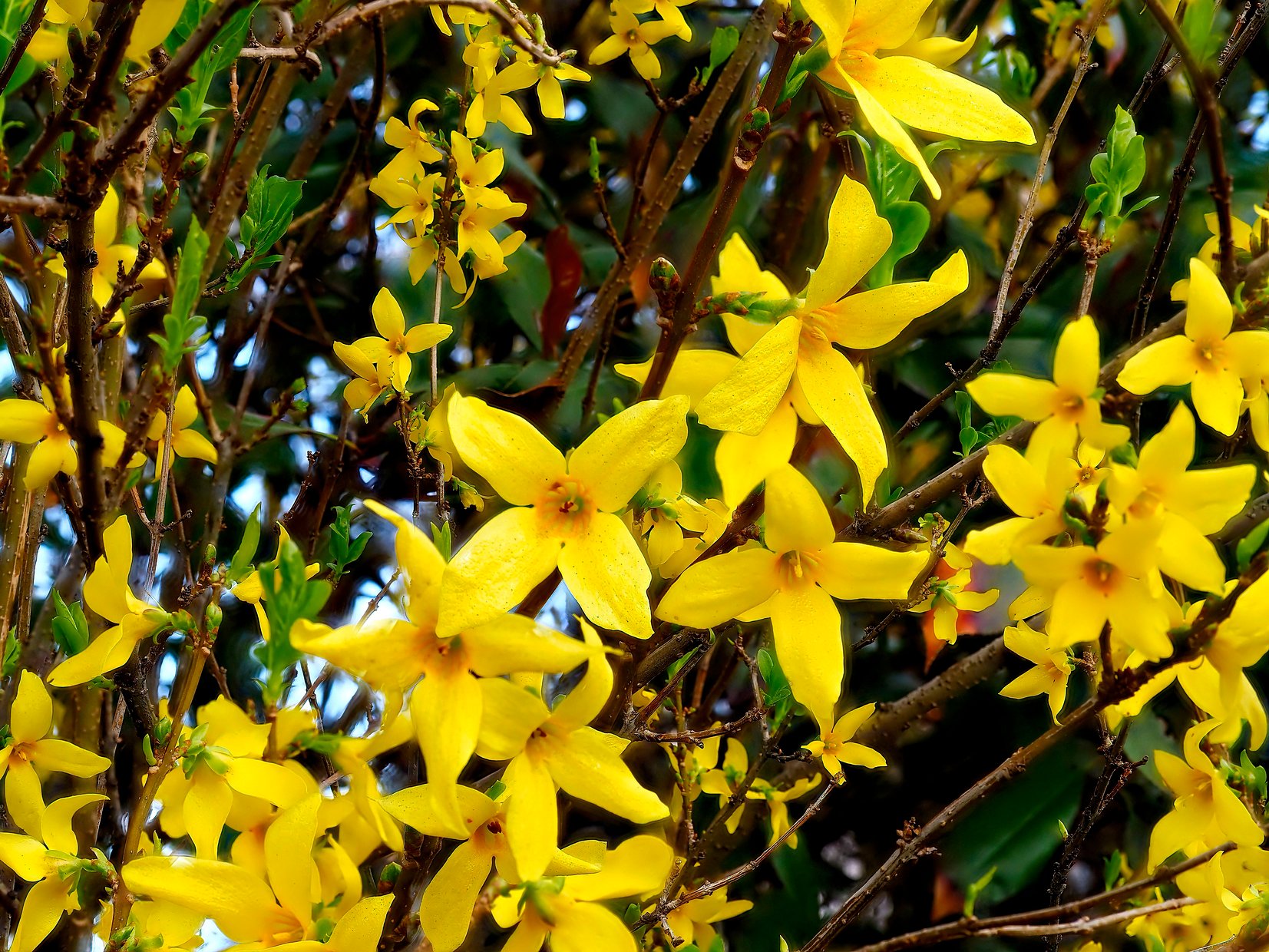 Forsythien, Nußloch