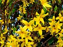 fORSYTHIEN-sharpen-softness.JPG