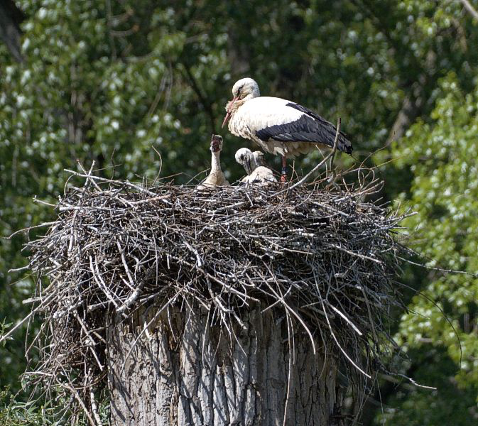 Storchennest