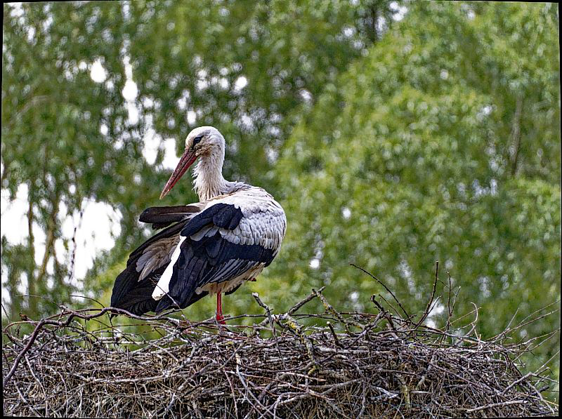 Storch bei der Gefiederpflege