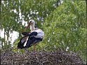 Storch bei der Gefiederpflege