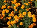 Tagetes