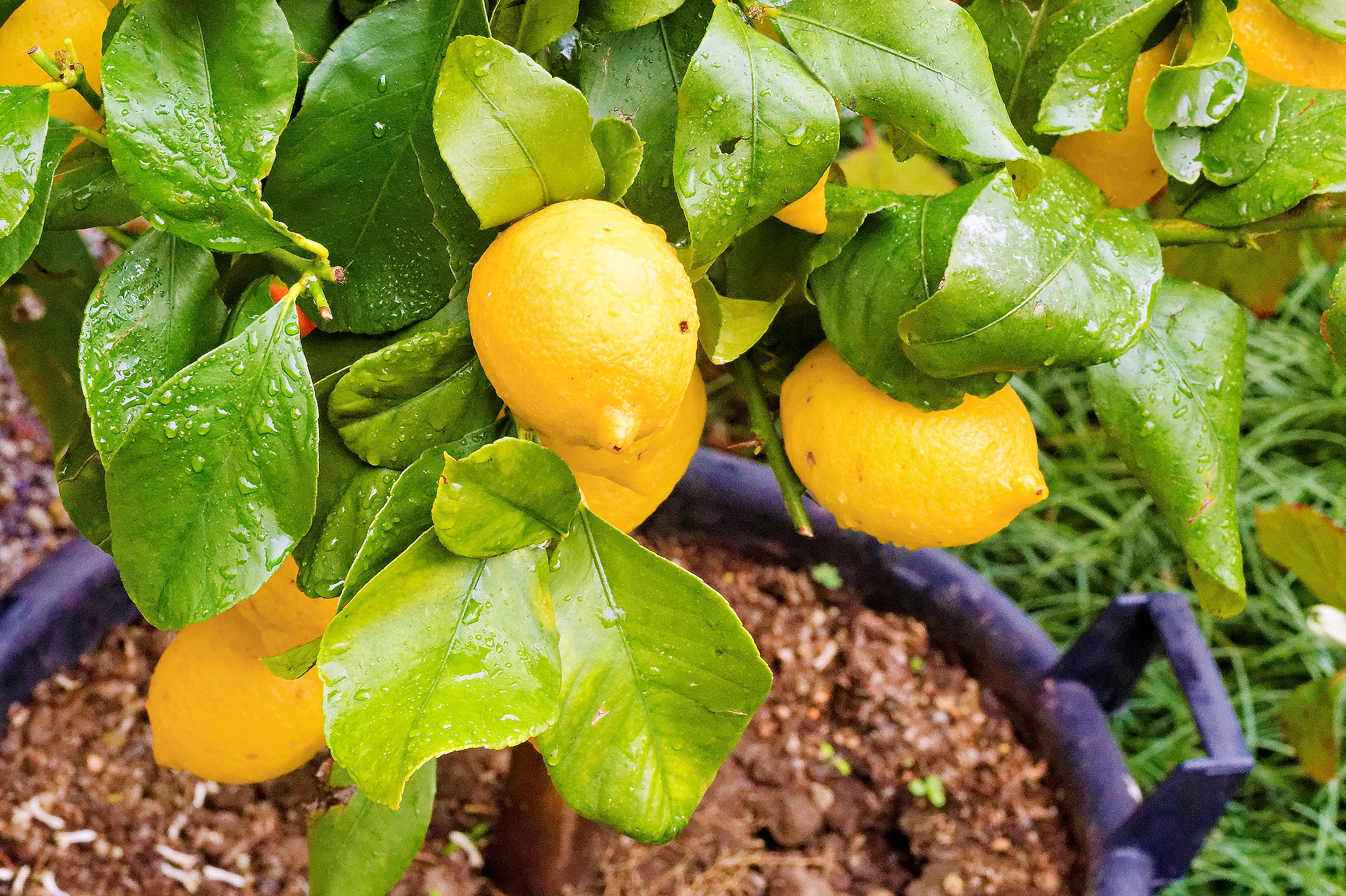 _3090337_DxO_Radiant