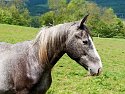 20240512-_5120249-ORF_Radiant