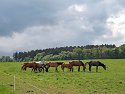 _5120248_Radiant_Nik