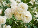 _5181308_DxO_Radiant
