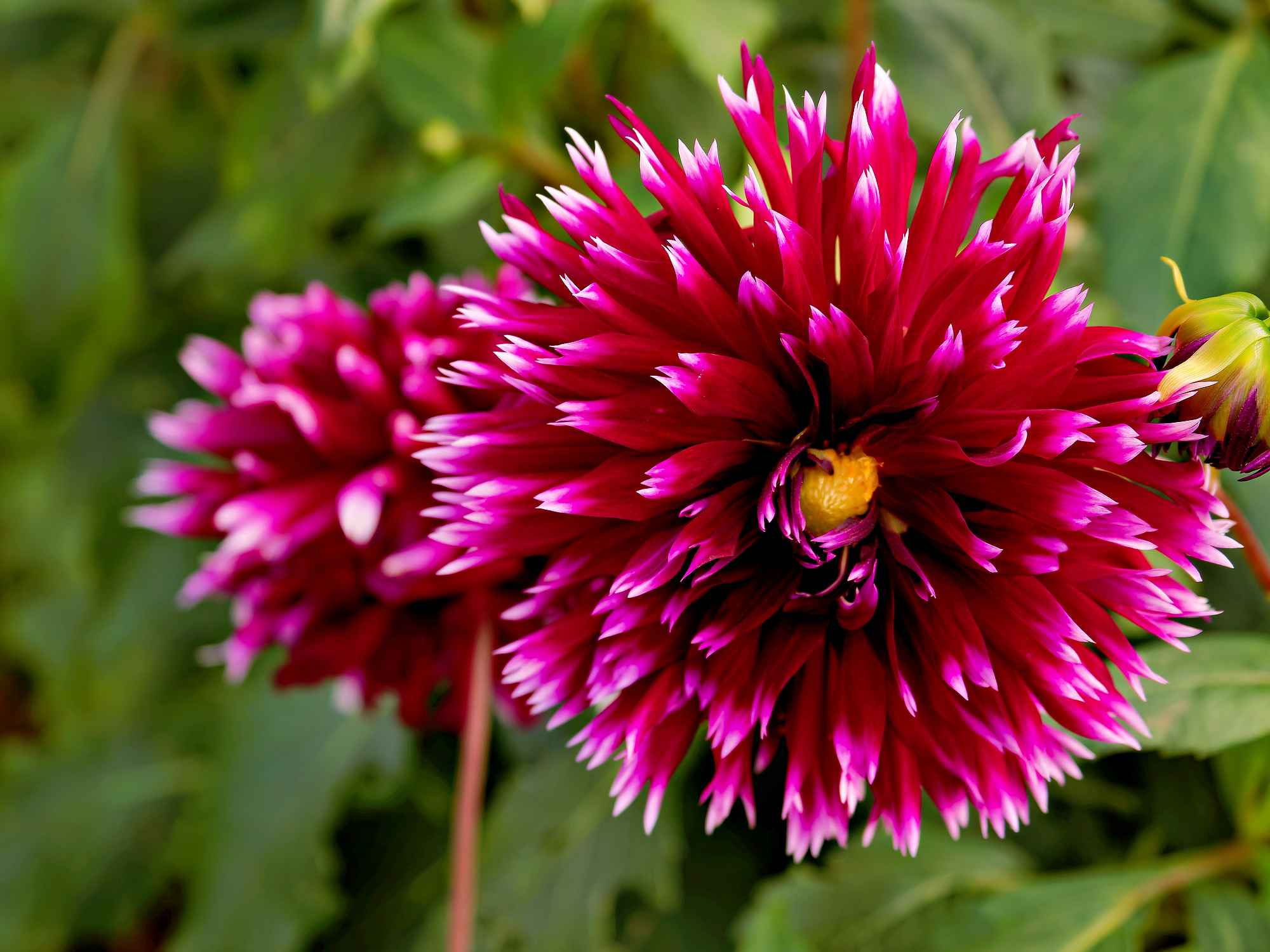 _9190677_DxO_Radiant