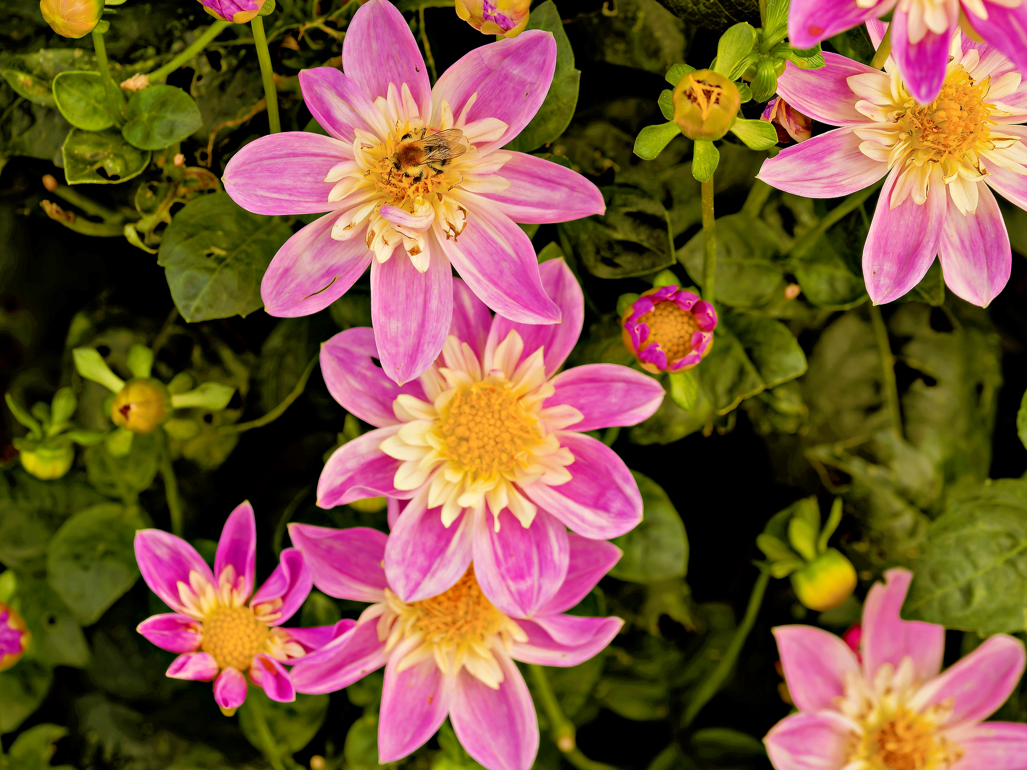 _9190703_DxO_Radiant