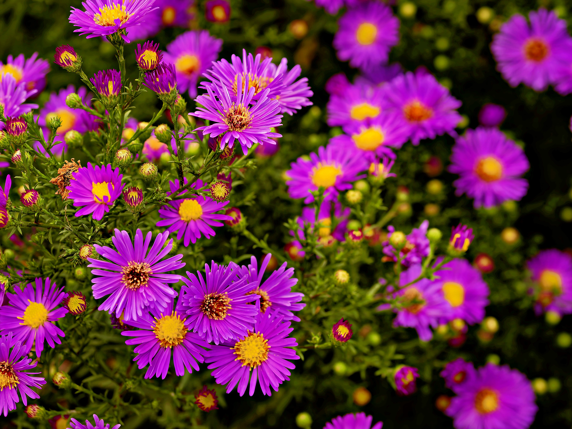 _9190710_DxO_Radiant