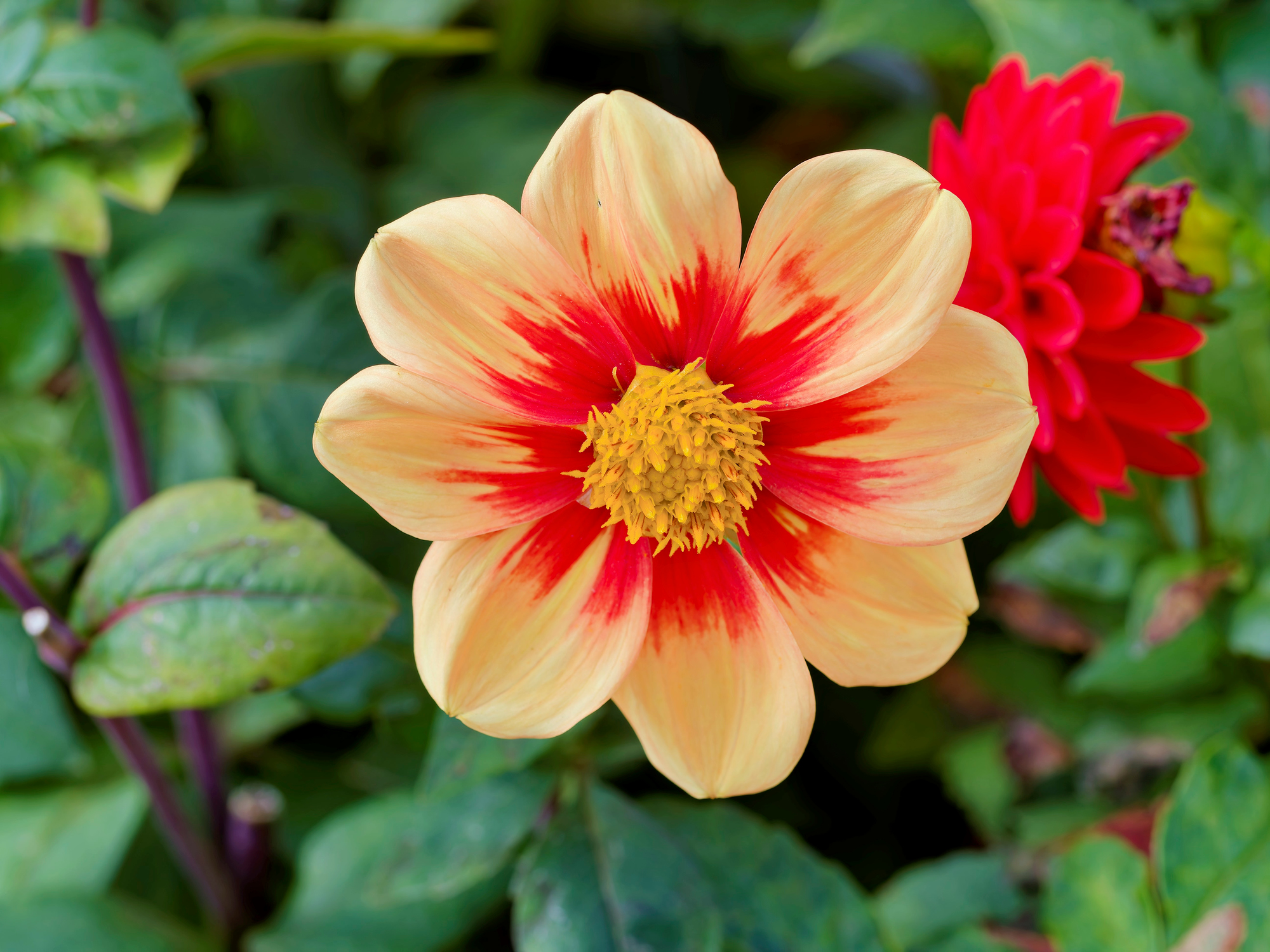 _A130026_DxO_Radiant