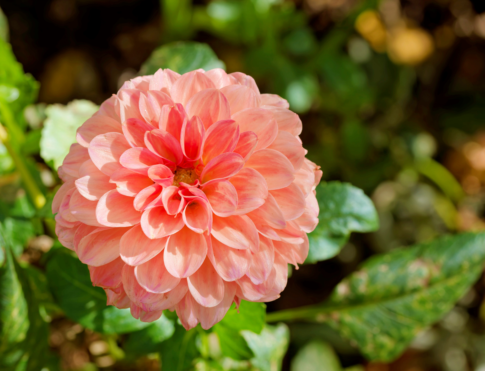 _A130035_DxO_Radiant
